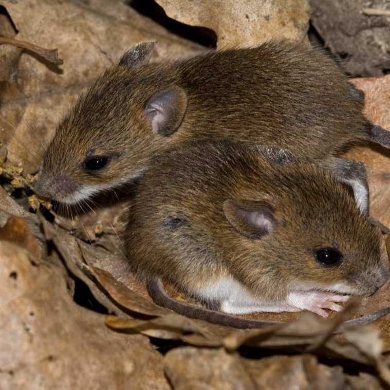 Уничтожения мышей в частном доме в Красноярске?