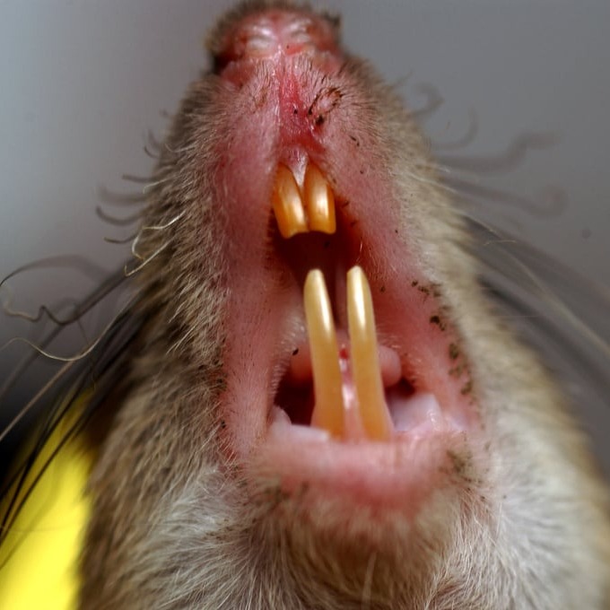 Дератизация крыс в Красноярске?